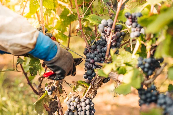 Puglia/Italien-september 2019: säsongsbunden skörd av Primiti — Stockfoto