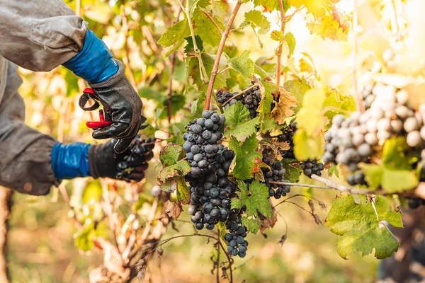 Puglia/Italien-september 2019: säsongsbunden skörd av Primiti — Stockfoto