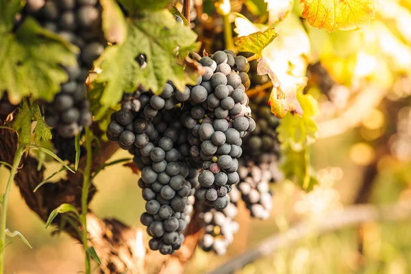 Puglia/Italien-september 2019: säsongsbunden skörd av Primiti — Stockfoto