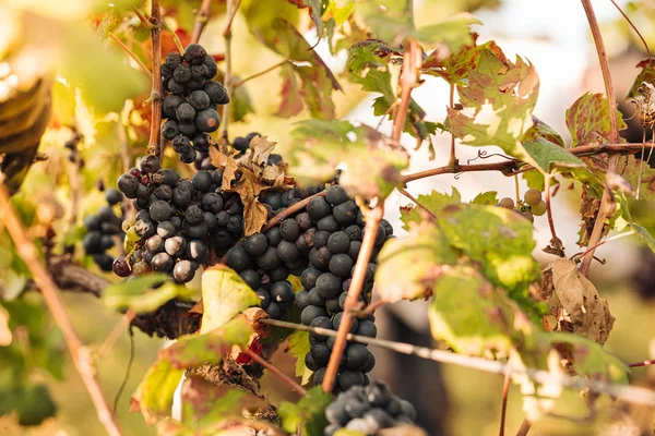 Puglia/Italien-september 2019: säsongsbunden skörd av Primiti — Stockfoto