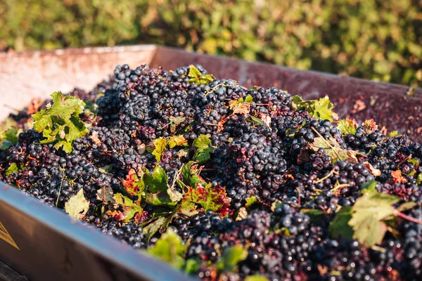 Puglia/Italien-september 2019: säsongsbunden skörd av Primiti — Stockfoto