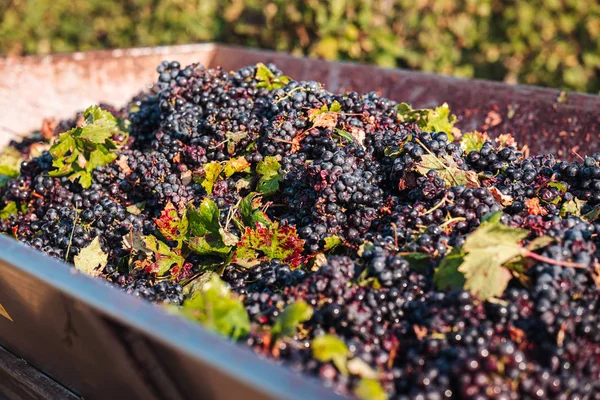 Puglia/Italien-september 2019: säsongsbunden skörd av Primiti — Stockfoto