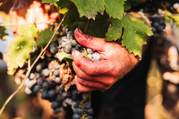 PUGLIA / ITALY -  SEPTEMBER 2019: Seasonal harvesting of Primiti — Stock Photo, Image