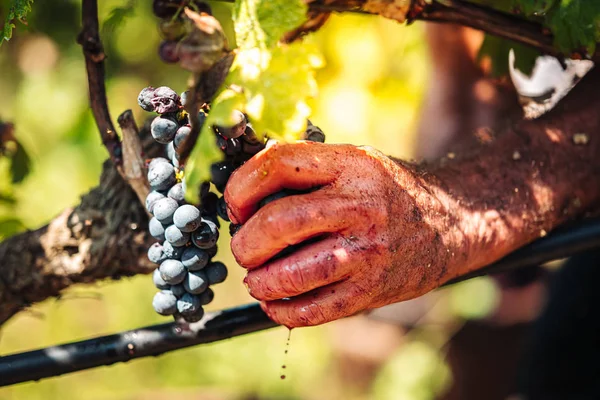 PUGLIA / ITALY -  SEPTEMBER 2019: Seasonal harvesting of Primiti — Stock Photo, Image