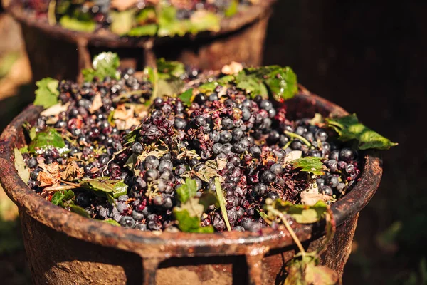 Puglia/Italien-september 2019: säsongsbunden skörd av Primiti — Stockfoto