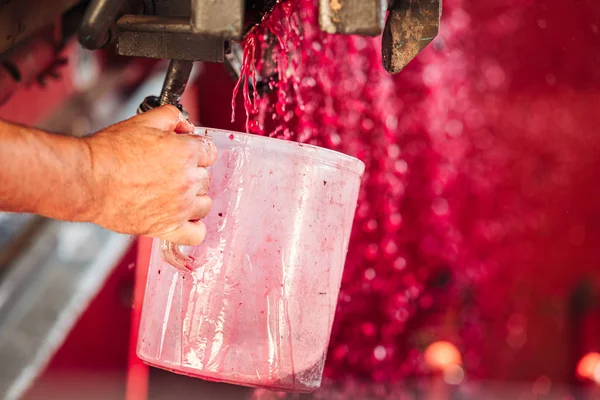 PÚGLIA / ITÁLIA - SETEMBRO 2019: Criação de novo Primitivo DOP re — Fotografia de Stock