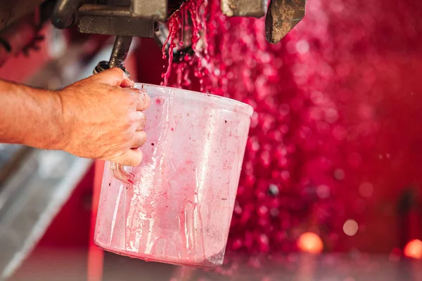 Puglia / İtalya - Eylül 2019: Yeni Primitivo Dop re yapımı