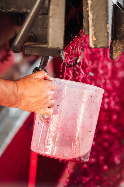 Puglia / İtalya - Eylül 2019: Yeni Primitivo Dop re yapımı