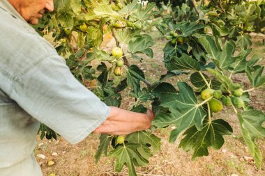 Puglia / İtalya - Ağustos 2019: Frersh sulu incir hasat