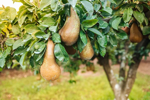Свіжі сирі груші висять на дереві — стокове фото