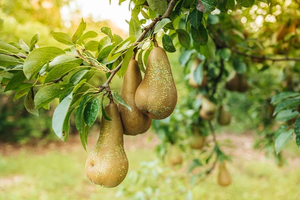 Свіжі сирі груші висять на дереві — стокове фото