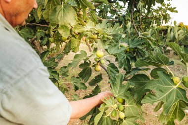 Puglia / İtalya - Ağustos 2019: Frersh sulu incir hasat