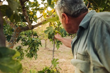 Puglia / İtalya - Ağustos 2019: Frersh sulu incir hasat