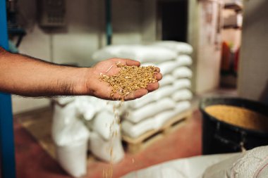 Torre Santa Susanna / İtalya - Ağustos 2019: Eski bir buğdayın içinde 