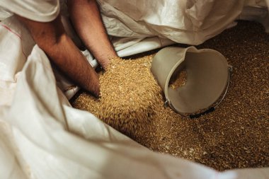 Torre Santa Susanna / İtalya - Ağustos 2019: Eski bir buğdayın içinde 