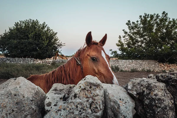 PUGLIE / ITALIE - AOÛT 2019 : Beau cheval dans une ferme — Photo