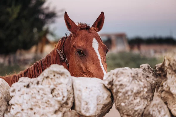 Puglia/Włochy-sierpień 2019: piękny koń w gospodarstwie — Zdjęcie stockowe