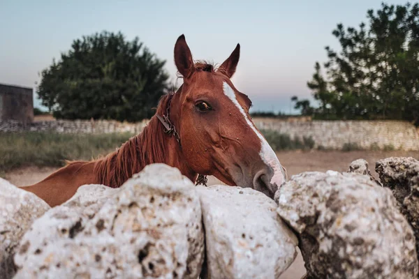 Puglia / İtalya - Ağustos 2019: Çiftlikte güzel at — Stok fotoğraf