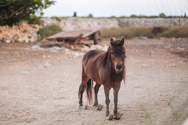 Puglia/Włochy-sierpień 2019: piękny koń w gospodarstwie — Zdjęcie stockowe