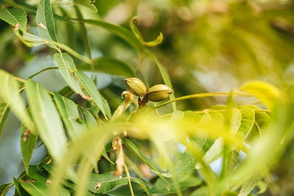 Plantage von Pekannüssen — Stockfoto