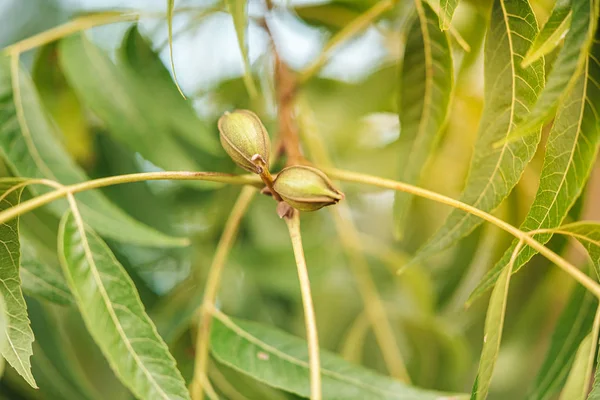 Plantation of Pekan nuts — Stock Photo, Image