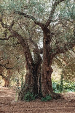 Güney Apulia, İtalya 'da Xylella' dan sıkılan zeytin ağaçları