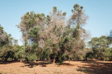 Güney Apulia, İtalya 'da Xylella' dan sıkılan zeytin ağaçları