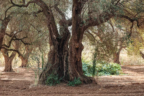 Olive trees sick of xylella in Salento, south Apulia, Italy — Stock Photo, Image