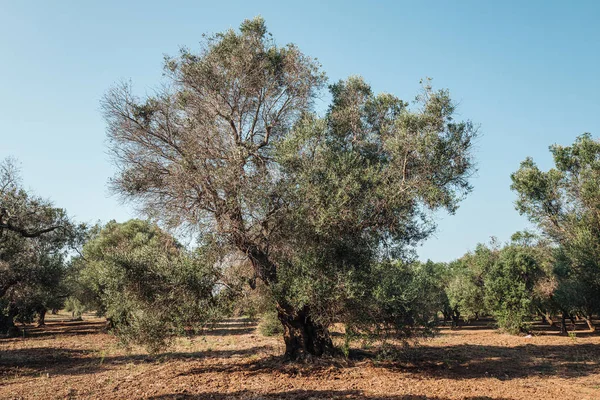 Olive trees sick of xylella in Salento, south Apulia, Italy