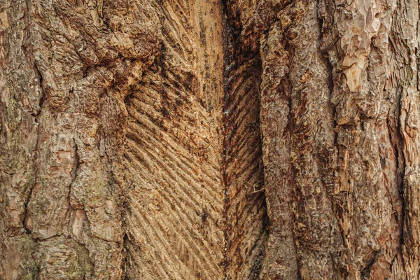 在树上收集树脂的传统切口 — 图库照片