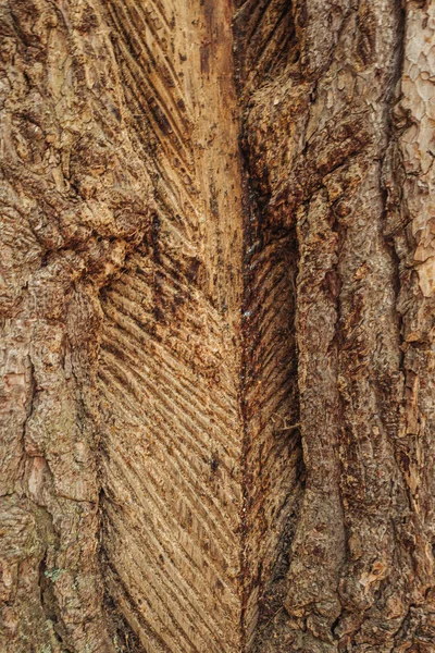 Cortes tradicionais em uma árvore para coletar resina — Fotografia de Stock