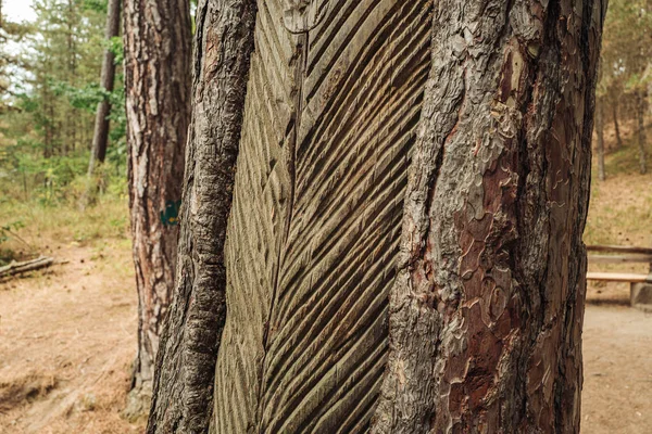 Tagli tradizionali su un albero per raccogliere resina — Foto Stock