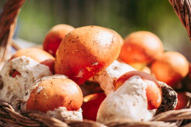 Amanita caesarea, nadir bir lezzetli mantar