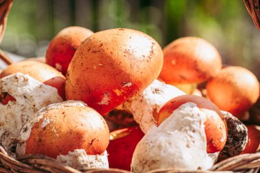 Amanita caesarea, nadir bir lezzetli mantar