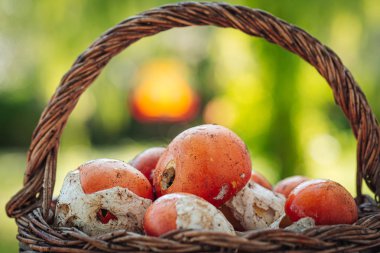 Amanita caesarea, nadir bir lezzetli mantar