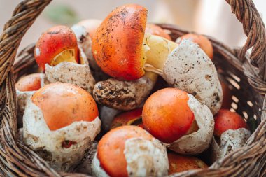 Amanita caesarea, nadir bir lezzetli mantar