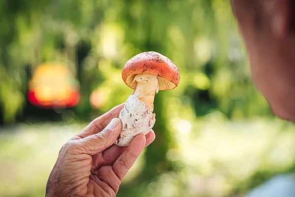 Amanita císařská, vzácné lahodné houby — Stock fotografie