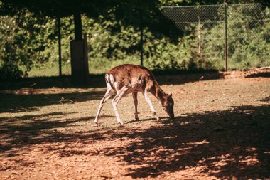 Escher Dierpark, Esch sur Alzette 'deki hayvan parkı.