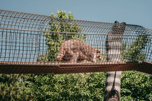 エッシュ シュル アルゼッテの動物公園エッシャー ディアパークエッシュ シュル アルゼッテの動物公園 — ストック写真