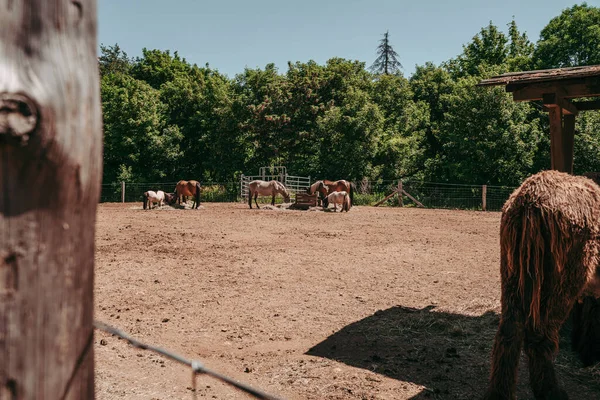 Cavalli All Escher Dierpark Parco Degli Animali Esch Sur Alzette — Foto Stock