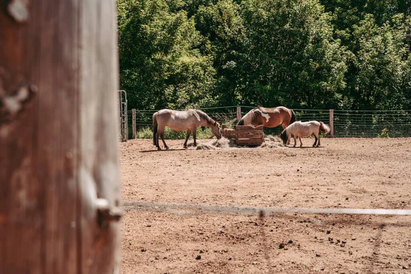 Cavalli All Escher Dierpark Parco Degli Animali Esch Sur Alzette — Foto Stock