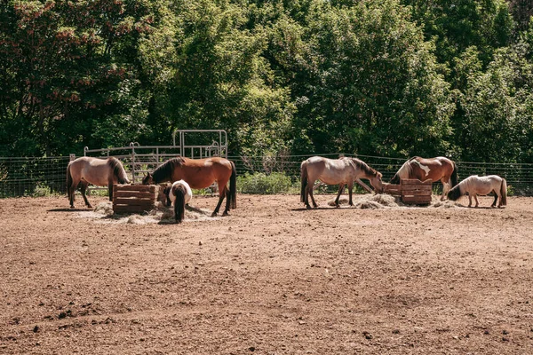 Cavalli All Escher Dierpark Parco Degli Animali Esch Sur Alzette — Foto Stock