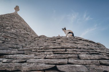 Vahşi kedi Alberobello 'daki Trulli evine tırmanıyor.