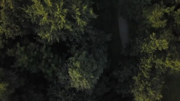 caméra se lève de la forêt verte 