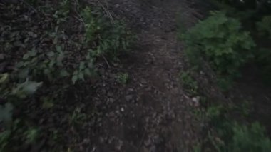 ormandaki bir yolda yürüyen kişisel bakış açısı.