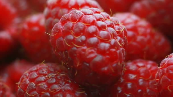 Fresh raspberry fruits as food background. Healthy food organic nutrition. frontal view — Stock Video