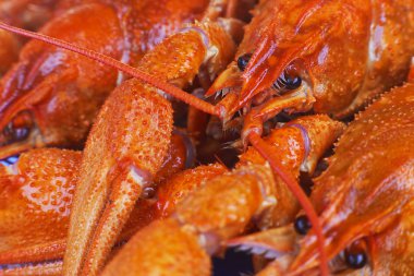 Haşlanmış kerevit bir plaka üzerinde. Beyaz bir arka plan üzerinde büyük pençeleri ile kırmızı kabuklu.