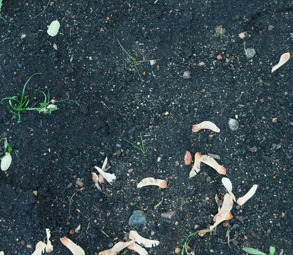 Consistenza Del Suolo Nero Nella Foresta Terra Nera Piantine Piante — Foto Stock