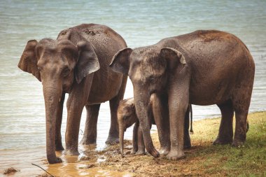 Elephant family is drinking water from the river. clipart