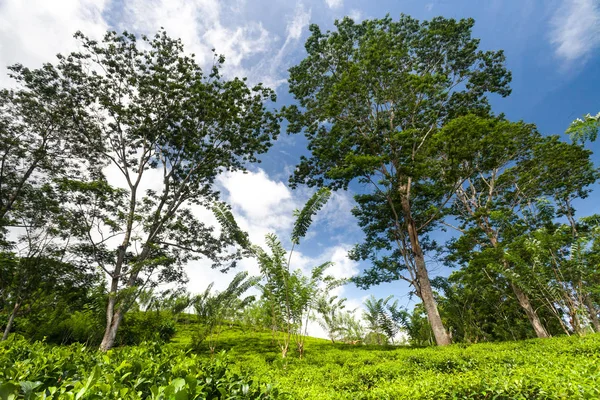 Arbustos de té, árboles rodeados de bosques tropicales . —  Fotos de Stock